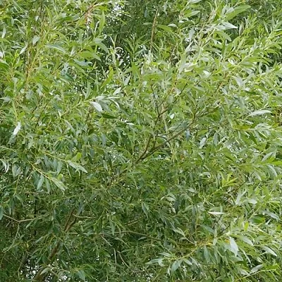 Ива ВИТЕЛЛИНА белая   Ива ВИТЕЛЛИНА белая  в Симферополе