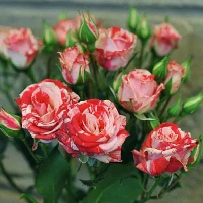 Миниатюрная Миниатюрная в Симферополе