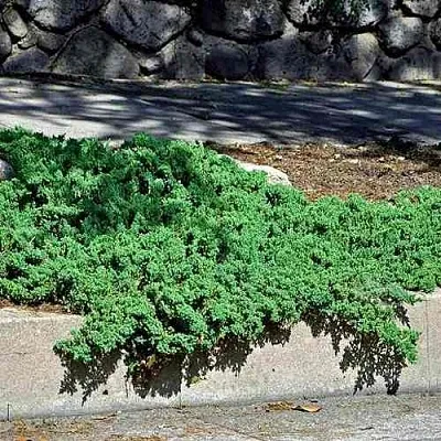 Можжевельник НАНА лежачий  Можжевельник НАНА лежачий в Симферополе