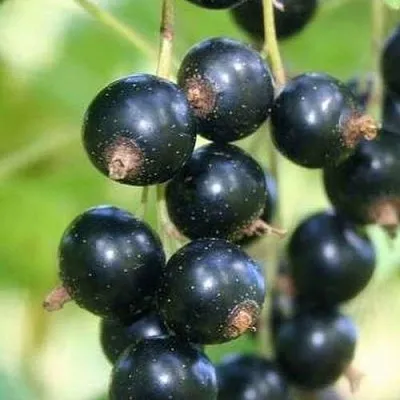 Смородина черная СТРЕЛЕЦ  Смородина черная СТРЕЛЕЦ в Симферополе