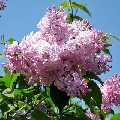 Сирень БУФФОН  Сирень БУФФОН в Симферополе