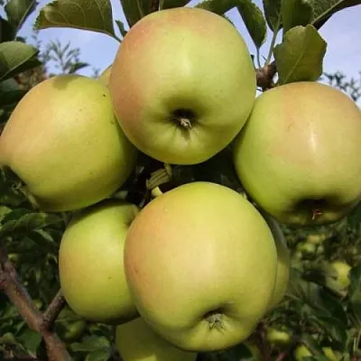 Яблоня СКИФСКОЕ ЗОЛОТО  Яблоня СКИФСКОЕ ЗОЛОТО в Симферополе