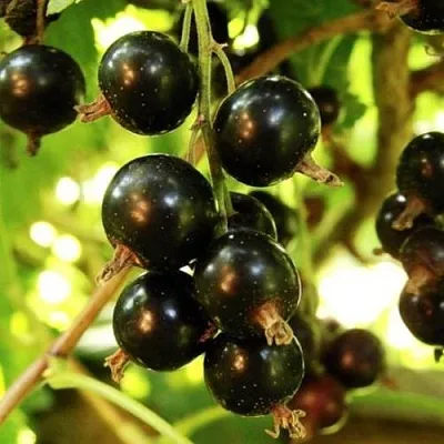 Смородина чёрная НАРА  Смородина чёрная НАРА в Симферополе