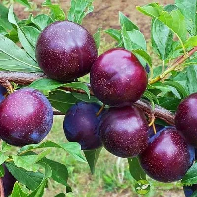 Шарафуга ВЕЛЬВЕТ САНРАЙЗ  Шарафуга ВЕЛЬВЕТ САНРАЙЗ в Симферополе