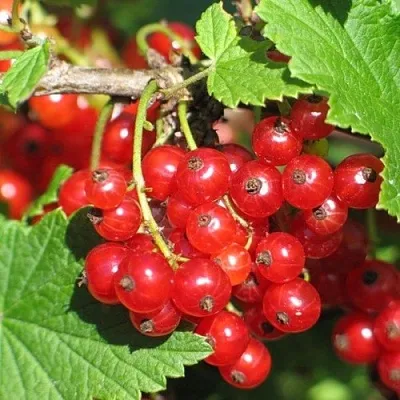 Смородина красная РАЧКОВСКАЯ  Смородина красная РАЧКОВСКАЯ в Симферополе