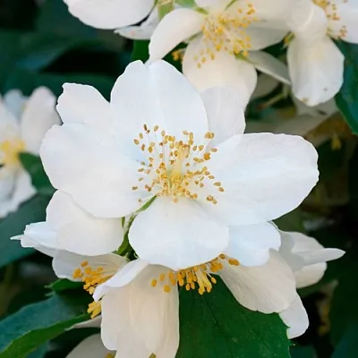 Жасмин ЮСТИНКА в Симферополе