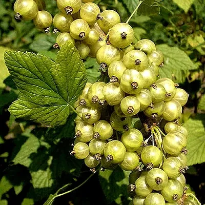 Смородина зеленоплодная СНЕЖНАЯ КОРОЛЕВА  Смородина зеленоплодная СНЕЖНАЯ КОРОЛЕВА в Симферополе