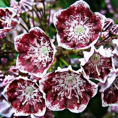 Кальмия БЛЕК ЛЕЙБЛ   Кальмия БЛЕК ЛЕЙБЛ  в Симферополе