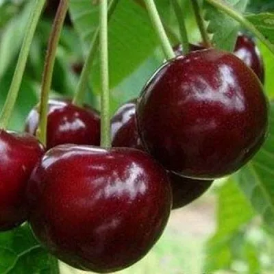 Вишня МИЛАВИЦА  Вишня МИЛАВИЦА в Симферополе