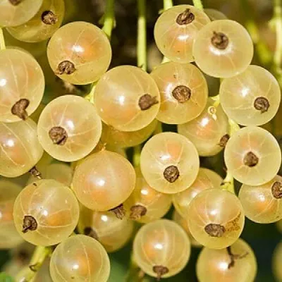 Смородина белая СМОЛЬЯНИНОВСКАЯ  Смородина белая СМОЛЬЯНИНОВСКАЯ в Симферополе