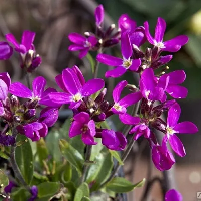 Арабис РОУЗ делайт  Арабис РОУЗ делайт в Симферополе