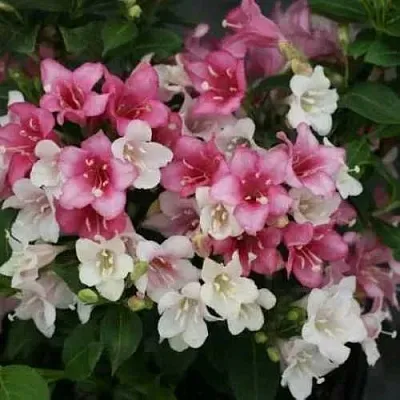 Вейгела КАРНАВАЛ  Вейгела КАРНАВАЛ в Симферополе