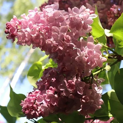 Сирень МЕДОВЫЙ СПАС  Сирень МЕДОВЫЙ СПАС в Симферополе