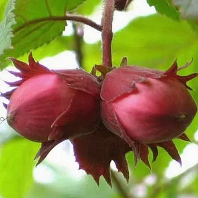 Фундук АЙВЕНГО  Фундук АЙВЕНГО в Симферополе