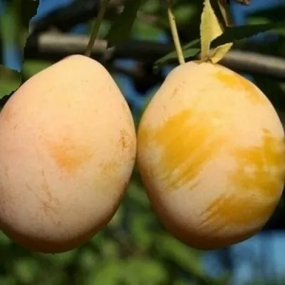 Слива ВАШИНГТОН  Слива ВАШИНГТОН в Симферополе