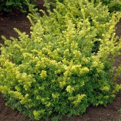 Тис ЭЛЕГАНТИССИМА ягодный  Тис ЭЛЕГАНТИССИМА ягодный в Симферополе