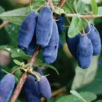 Жимолость съедобная ЛАЗУРНАЯ  Жимолость съедобная ЛАЗУРНАЯ в Симферополе