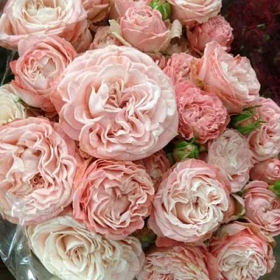 Саженцы роз МАДАМ БОМБАСТИК спрей  Саженцы роз МАДАМ БОМБАСТИК спрей в Симферополе