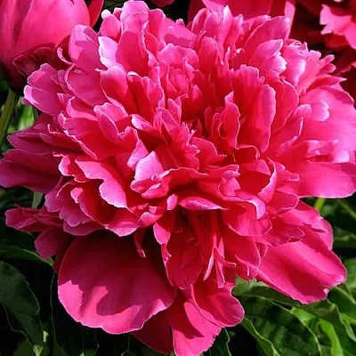 Пион ВИКТУАР ДЕ ЛА МАРН травянистый  Пион ВИКТУАР ДЕ ЛА МАРН травянистый в Симферополе