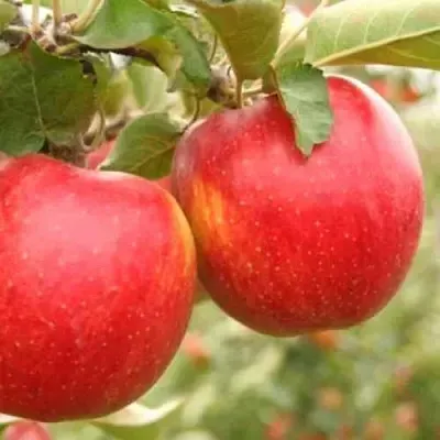 Яблоня ДЖОНАГОЛД  Яблоня ДЖОНАГОЛД в Симферополе