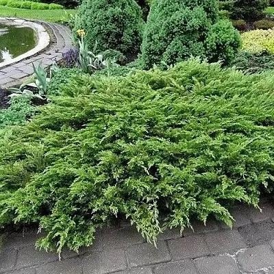 Можжевельник РОКЕРИ ДЖЕМ казацкий  Можжевельник РОКЕРИ ДЖЕМ казацкий в Симферополе