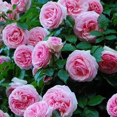 Саженцы роз ПЬЕР ДЕ РОНСАР плетистая  Саженцы роз ПЬЕР ДЕ РОНСАР плетистая в Симферополе