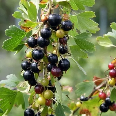 Смородина золотистая ПЛОТНОМЯСАЯ  Смородина золотистая ПЛОТНОМЯСАЯ в Симферополе