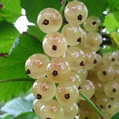 Смородина белая ЮТЕРБОРГСКАЯ  Смородина белая ЮТЕРБОРГСКАЯ в Симферополе