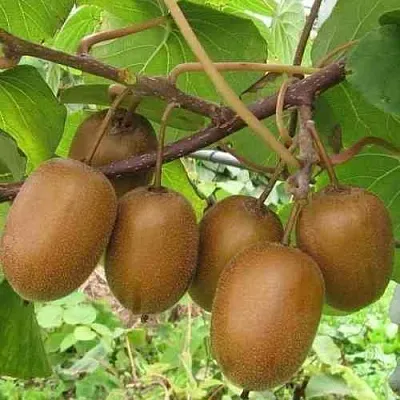 Актинидия ХЕЙВАРД деликатесная  в Симферополе