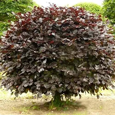 Бук лесной АТРОПУНИЦЕА  Бук лесной АТРОПУНИЦЕА в Симферополе