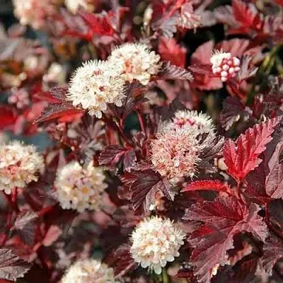 Пузыреплодник ЛЕДИ ИН РЕД  Пузыреплодник ЛЕДИ ИН РЕД в Симферополе