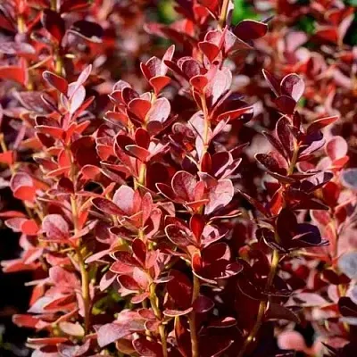 Барбарис ВУЛКАНО тунберга  Барбарис ВУЛКАНО тунберга в Симферополе