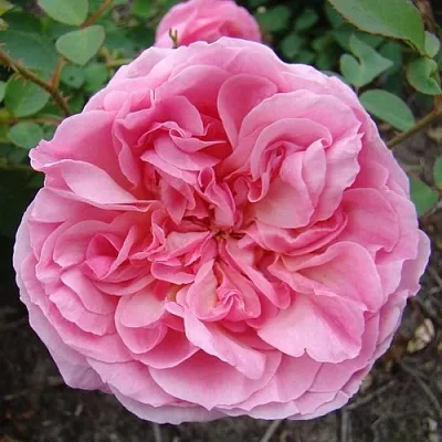 Саженцы роз ХАЙДИ ХОЛЛ английская  Саженцы роз ХАЙДИ ХОЛЛ английская в Симферополе