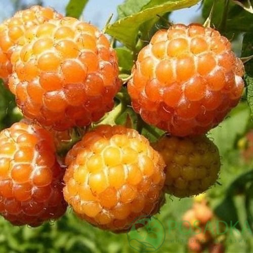 Малина КУМБЕРЛЕНД желтая в Симферополе