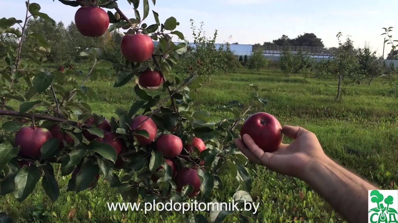 Превью видео