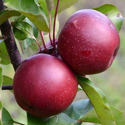Яблоня красномясая в Симферополе