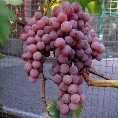 Виноград ЭЛЕГИЯ в Симферополе