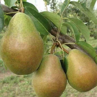 Груша СТАРИЙСКАЯ в Симферополе