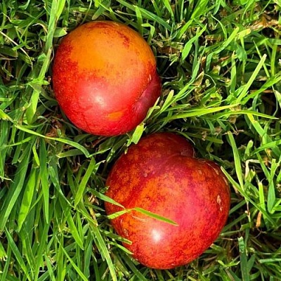 Шарафуга НЕКТАРИННАЯ в Симферополе