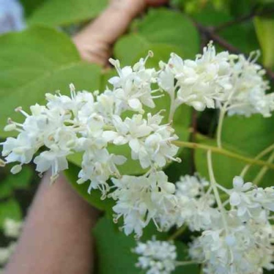 Сирень АМУРСКАЯ в Симферополе