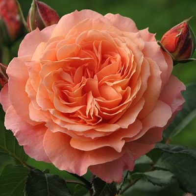 Роза шраб в Симферополе