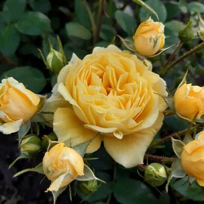 Роза флорибунда в Симферополе