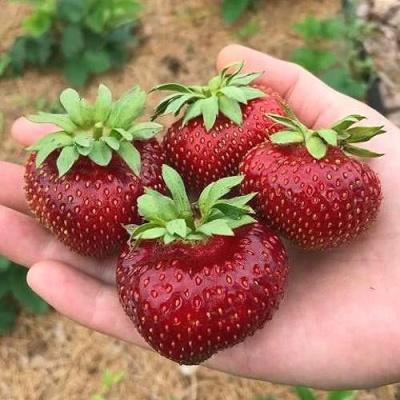 Клубника МАЛЬВИНА в Симферополе