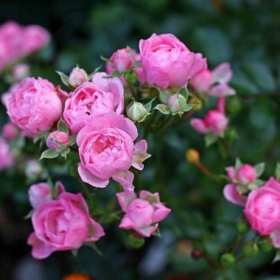 Роза полиантовая в Симферополе