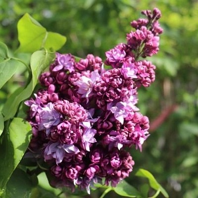 Сирень МАРШАЛ МАЛИНОВСКИЙ в Симферополе