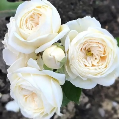 Роза АРТЕМИС шраб в Симферополе