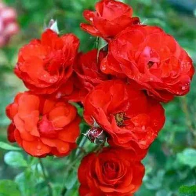 Роза ФАЙЕР КИНГ спрей  в Симферополе