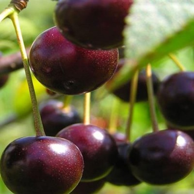 Вишня ЛИВЕНСКАЯ в Симферополе