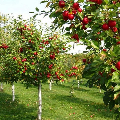 Плодовые деревья в Симферополе