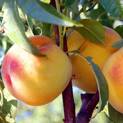 Персики в Симферополе